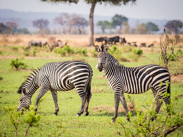 3 Days Mikumi National Park & Maasai Culture